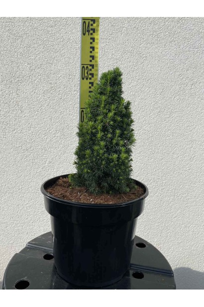 Ялина канадська Пікколо - 2-5л/вис.20-30см/Ø15-20см